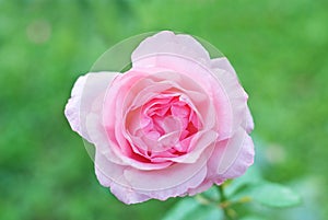 Pink rose