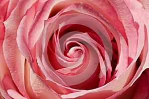 Pink Rose