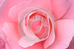 Pink rose