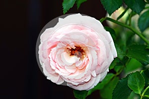 Pink rose