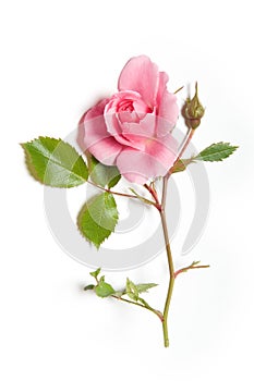 Pink rose