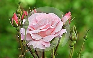 Pink rose