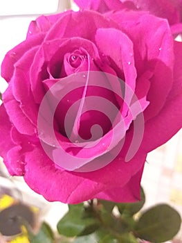 Pink rose