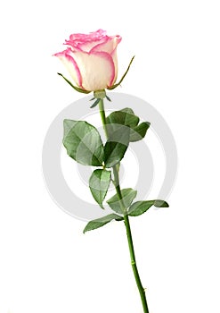 Pink rose