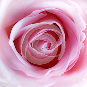 Pink Rose