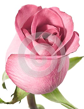 Pink rose