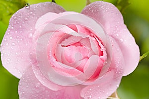 Rosa rosada 