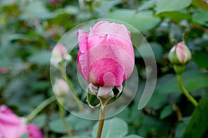 Pink rose