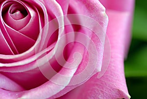 Pink rose