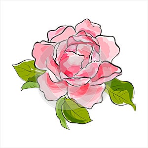 Pink rose