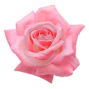 Pink rose