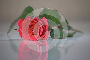 Pink rose