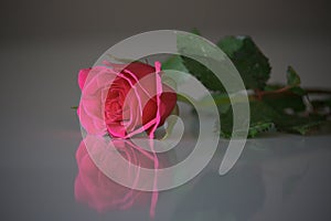 Pink rose