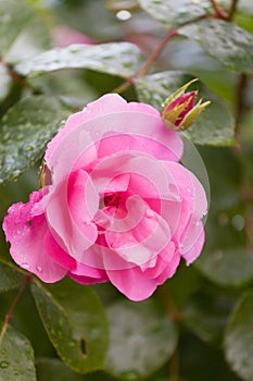 Pink rose