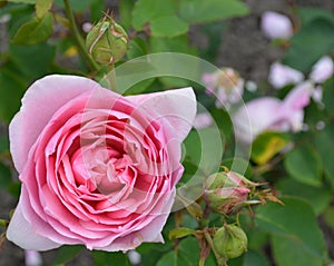 Pink rose