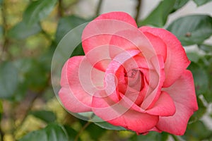 Pink rose