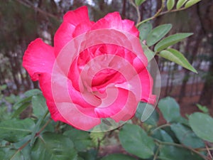 pink rose