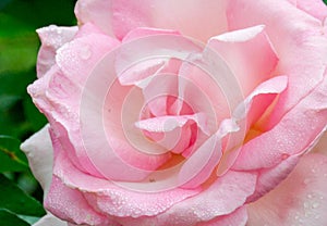 Pink rose