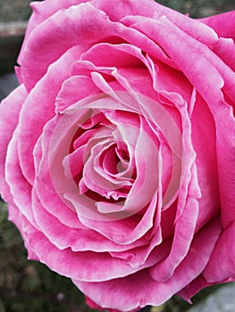 Pink rose