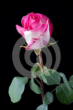 Pink rose