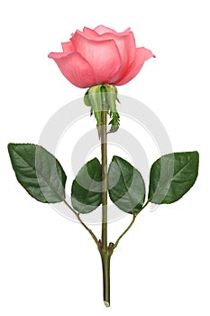 Pink Rose