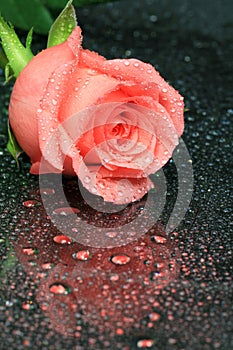 Pink Rose