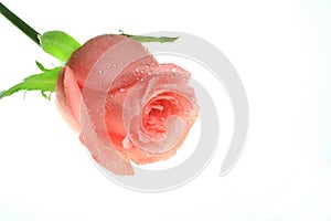 Pink Rose