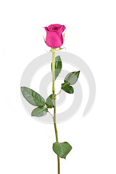 Pink Rose