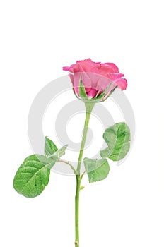 Pink rose