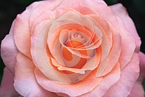 Pink rose