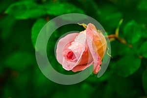 Pink rose