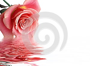 Pink rose img