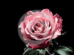 Pink Rose