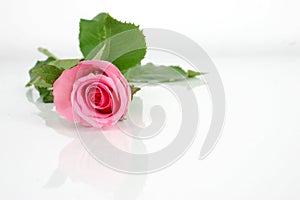 Pink rose