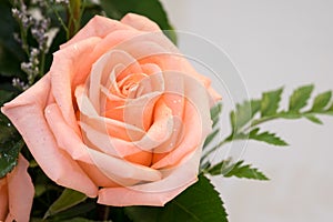 Pink Rose