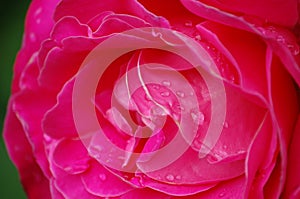 Pink rose