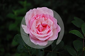 Pink rose