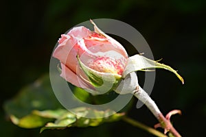 Pink rose