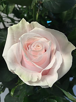 Pink Rose