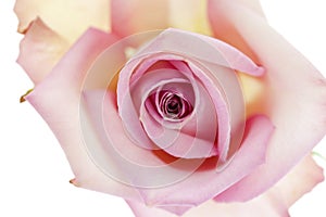 Pink Rose from Above
