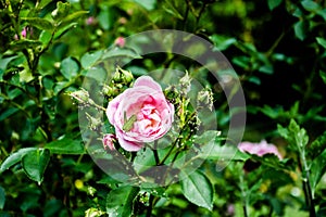 Pink rose with a acridoidea in the middle of the flower