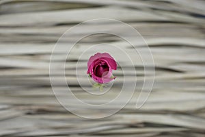 Pink rose against dry gray palm leaves. Minimal, organic image style. Blurry, soft focus background.