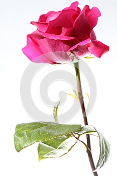 Pink Rose against white Background