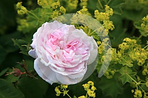 Pink rose and alchemilla. photo