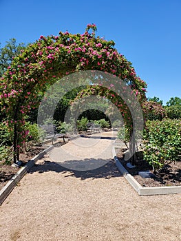 Pink Rose Arch Garden