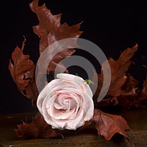 Pink rose & autumn leaves