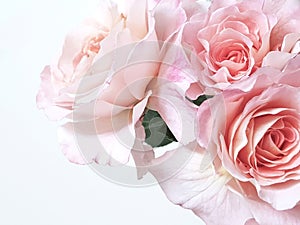 Pink rose background.