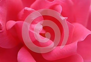 Pink Rose Background