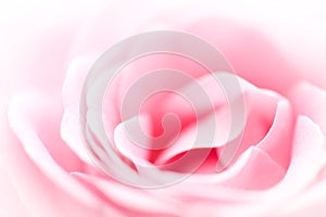 Pink Rose Background