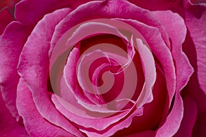 Pink rose background